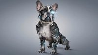 Bulldog + Nuts